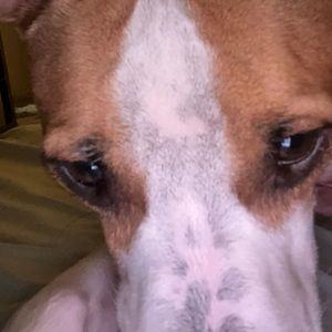 Meet your Posher, Daisy